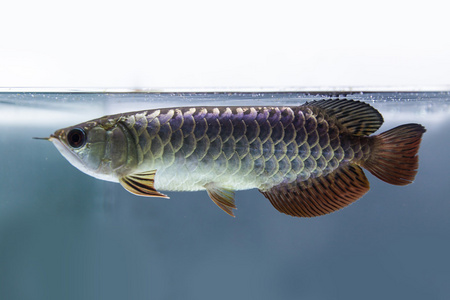 紅龍魚生長速度圖解視頻教程全集（紅龍魚生長速度圖解視頻教程全集下載） 紅龍魚生長速度圖解視頻教程全集（紅龍魚生長速度圖解視頻教程全集下載） 龍魚百科