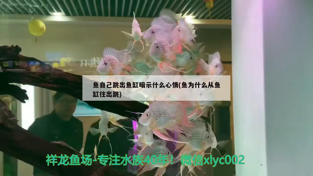 魚自己跳出魚缸暗示什么心情(魚為什么從魚缸往出跳) 魚自己跳出魚缸暗示什么心情(魚為什么從魚缸往出跳) 魚缸百科