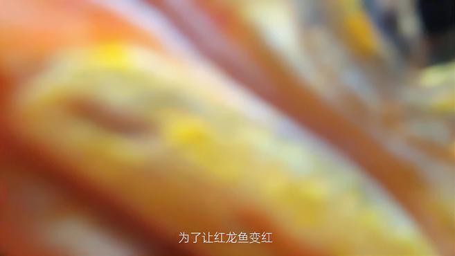 巴雷特紅龍魚怎么樣好養嗎