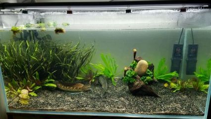 黑魚養殖需要注意魚缸的高度和水質管理技巧水質管理技巧：魚缸養黑魚的技巧