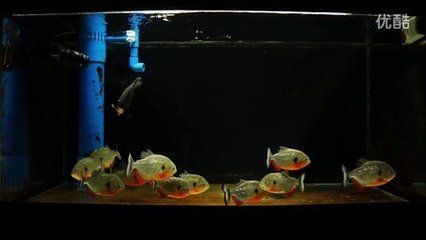 黑魚養殖需要注意魚缸的高度和水質管理技巧水質管理技巧：魚缸養黑魚的技巧