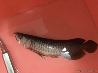 全屋定制魚(yú)缸裝修教程：全屋定制之魚(yú)缸裝修