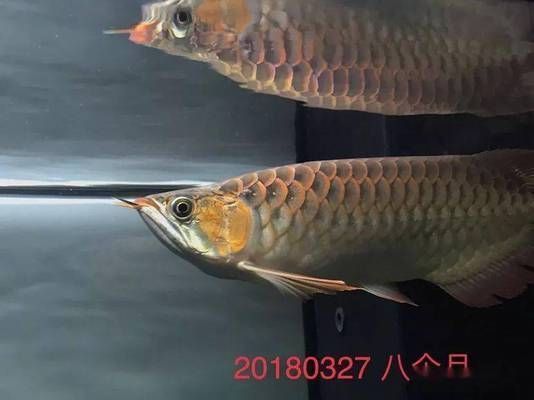龍魚和戰(zhàn)船混養(yǎng)會打架嗎：龍魚和戰(zhàn)船混養(yǎng)會打架嗎？混養(yǎng)技巧與注意事項
