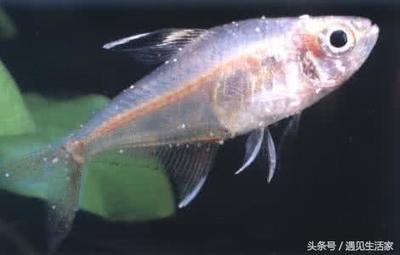 龍魚和戰(zhàn)船混養(yǎng)會打架嗎：龍魚和戰(zhàn)船混養(yǎng)會打架嗎？混養(yǎng)技巧與注意事項
