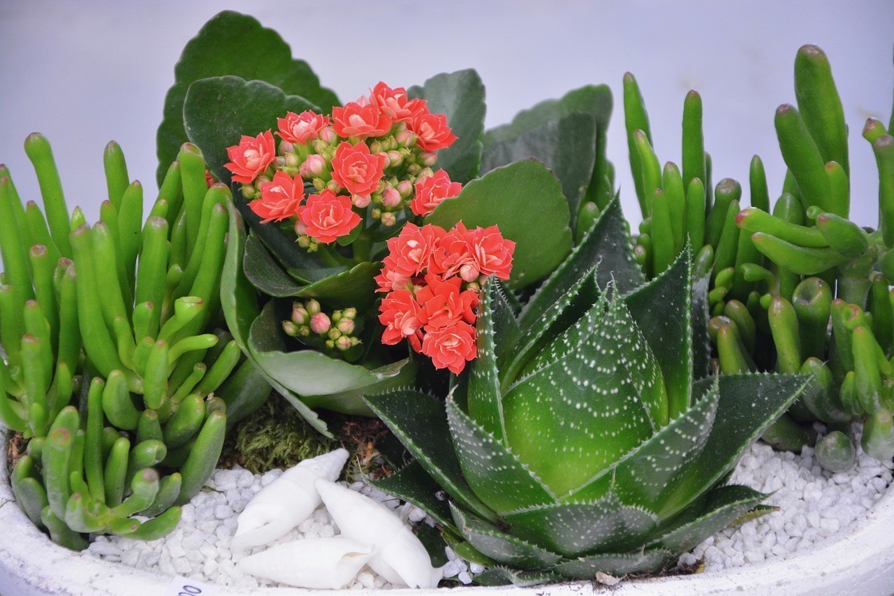 二道區創業商城浪漫滿屋鮮花店