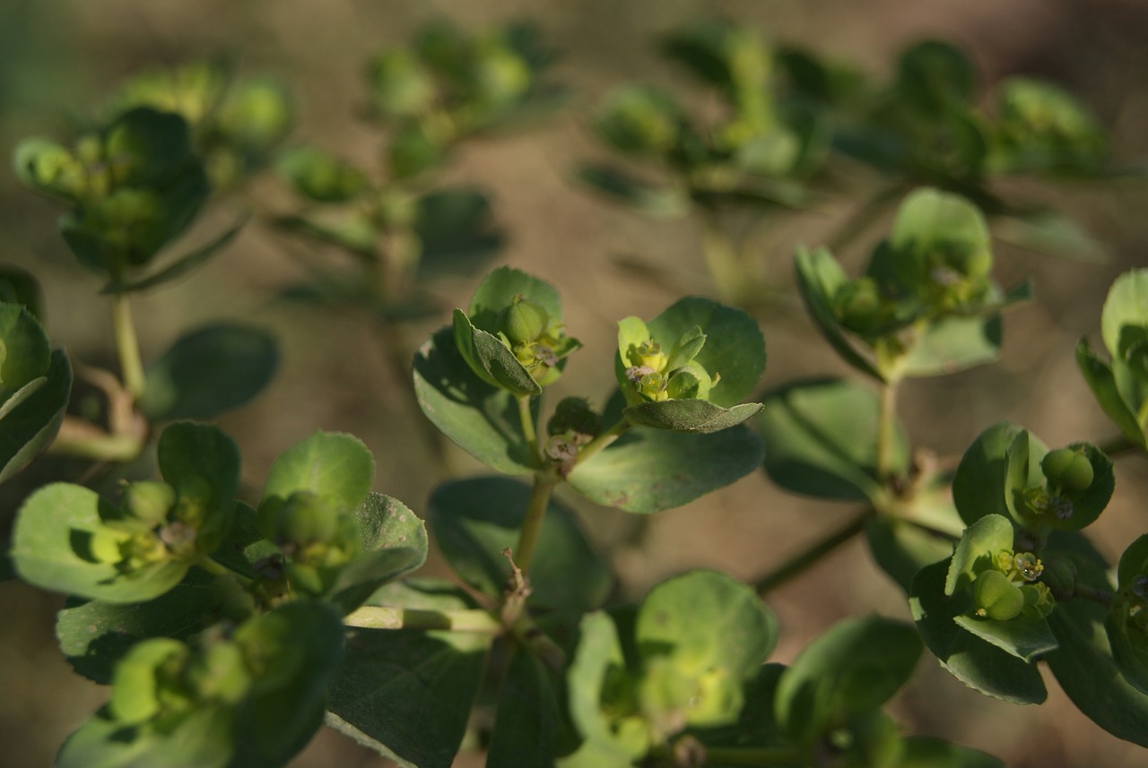 <strong><mark>化德</mark></strong>縣萬紫千紅花卉綠植店