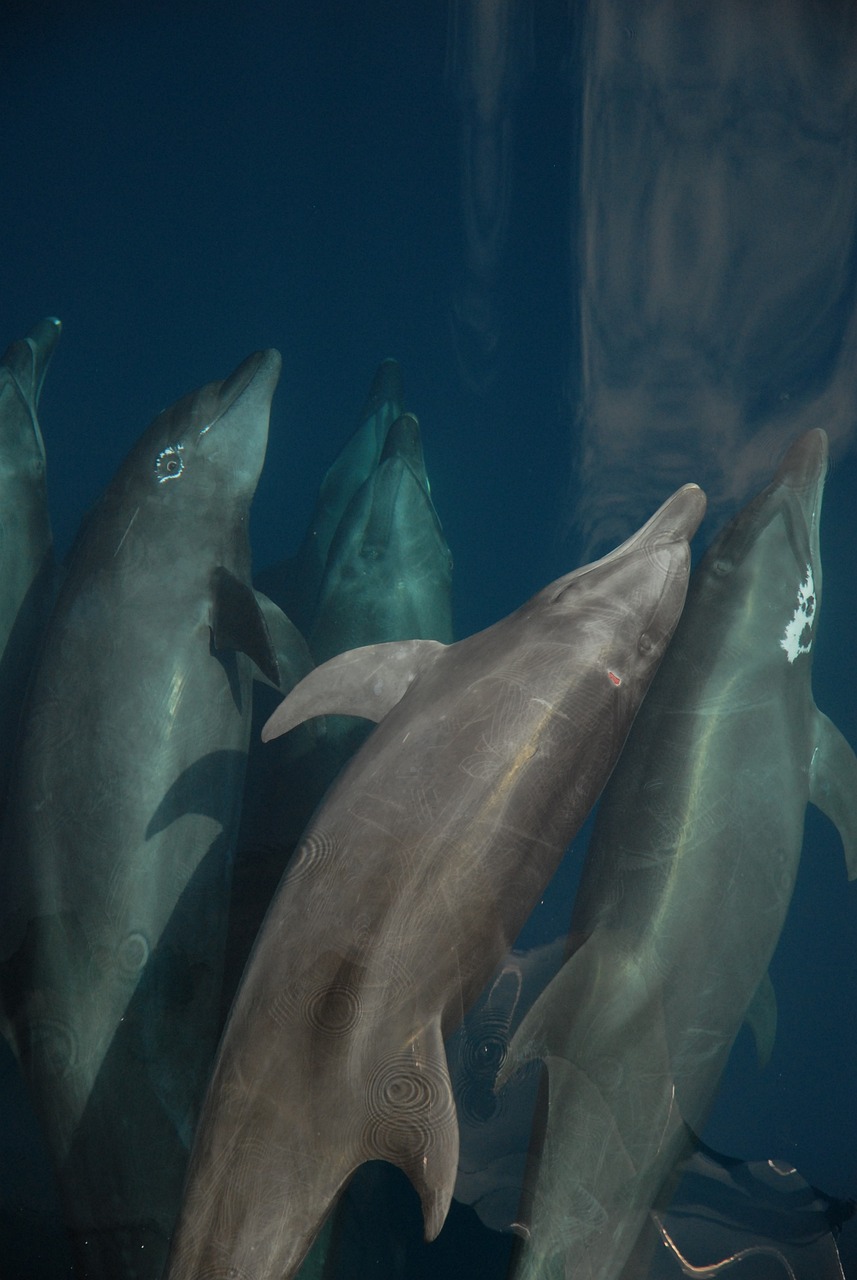 盤錦市雙臺子區鑫源順水族館 （盤錦市雙臺子區鑫源順水族館電話） 盤錦市雙臺子區鑫源順水族館 （盤錦市雙臺子區鑫源順水族館電話） 全國水族館企業名錄 第2張
