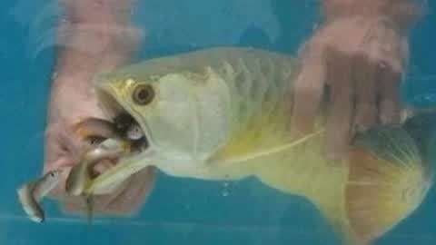 金龍魚嘴巴一張一張的是什么魚：金龍魚嘴巴一張一合是怎么回事？ 金龍魚嘴巴一張一張的是什么魚：金龍魚嘴巴一張一合是怎么回事？ 龍魚百科 第3張