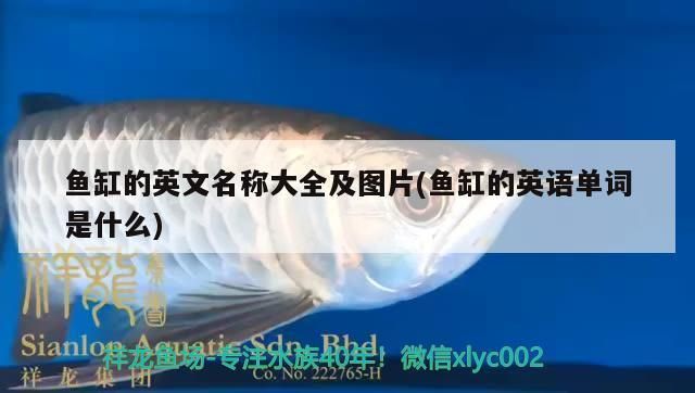 描述魚缸好的詞語：如何選擇魚缸材質