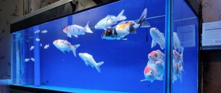 魚缸造景中的水質維護技巧：魚缸水質維護技巧