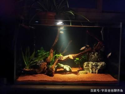 魚缸造景中的水質維護技巧：魚缸水質維護技巧