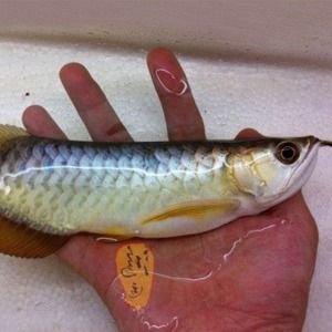什么叫高背和過背金龍魚：高背和過背金龍魚是兩種常見的觀賞魚品種，具有不同的外觀特征