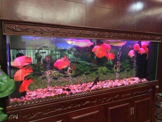 底濾魚缸如何拆卸：底濾魚缸拆卸后的存放方法，底濾魚缸生態恢復注意事項 底濾魚缸如何拆卸：底濾魚缸拆卸后的存放方法，底濾魚缸生態恢復注意事項 魚缸百科 第3張