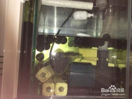 底濾魚缸如何拆卸：底濾魚缸拆卸后的存放方法，底濾魚缸生態恢復注意事項 底濾魚缸如何拆卸：底濾魚缸拆卸后的存放方法，底濾魚缸生態恢復注意事項 魚缸百科 第2張