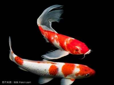 淡水魚魚缸需要加鹽嗎，淡水魚魚缸中加鹽的作用和注意事項：淡水魚加鹽的作用和注意事項