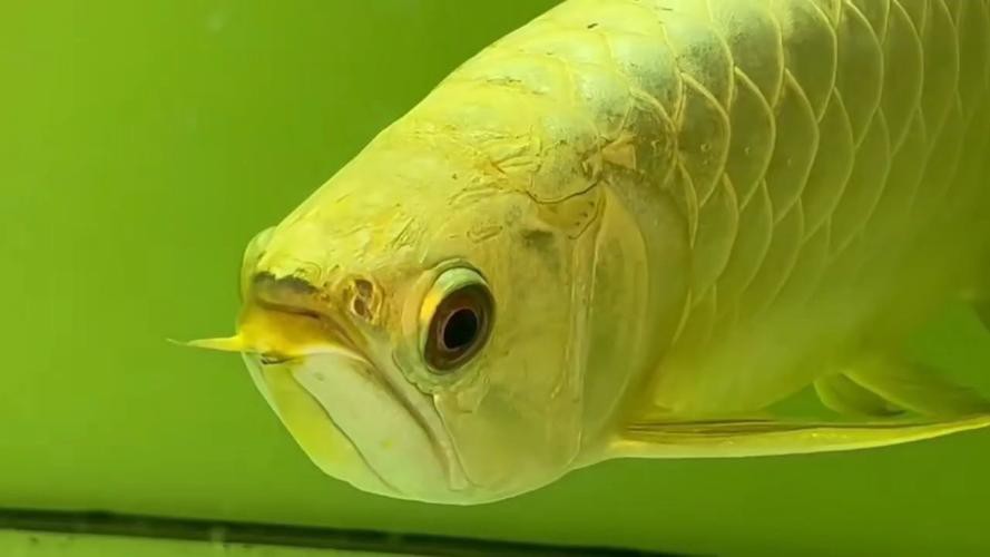 金龍魚哪個系列的產品最受歡迎？ 金龍魚哪個系列的產品最受歡迎？ 龍魚百科 第6張