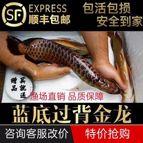 金龍魚哪個系列的產品最受歡迎？ 金龍魚哪個系列的產品最受歡迎？ 龍魚百科 第4張