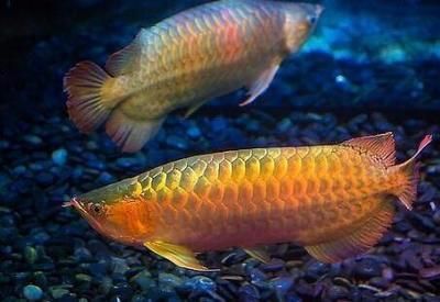 龍魚沒游動正常么（龍魚長時(shí)間不游動可能由多種因素引起龍魚不愛游動）