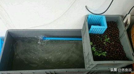 魚缸濾水器怎么用視頻:如何正確使用魚缸濾水器 魚缸百科 第1張 魚缸濾水器怎么用視頻:如何正確使用魚缸濾水器 魚缸濾水器怎么用視頻:如何正確使用魚缸濾水器 魚缸百科 第1張