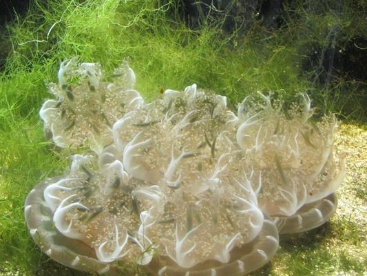 森森魚缸底濾使用視頻：森森魚缸底濾使用視頻教程