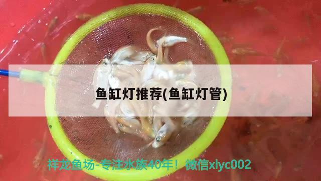 興仁市偉偉觀賞魚店