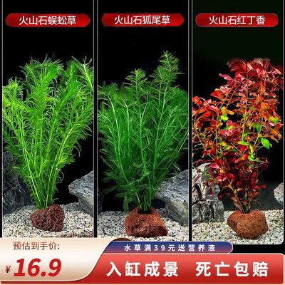 狗頭魚魚缸布景指南，您可以為您的狗頭魚打造一個既美觀又適宜生活的魚缸布景：狗頭魚水族箱布景指南