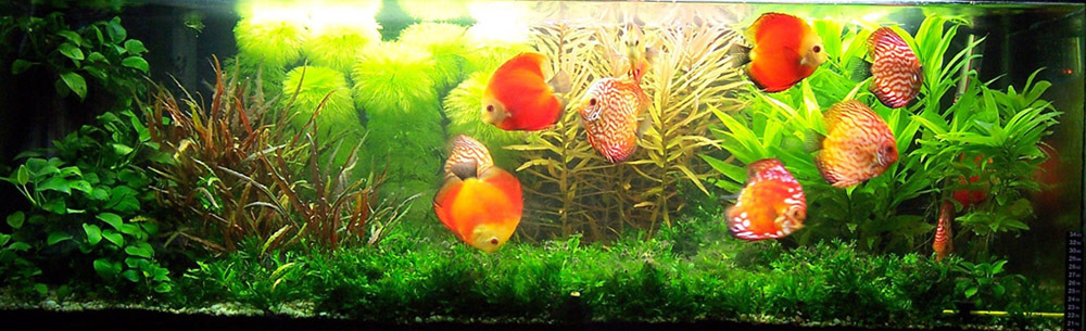 南寧市九冠水族店（南寧市九冠水族店地址）