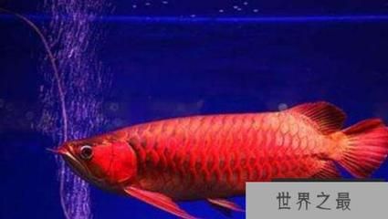 鑒別紅龍魚品種真偽方法（如何鑒別紅龍魚品種真偽）