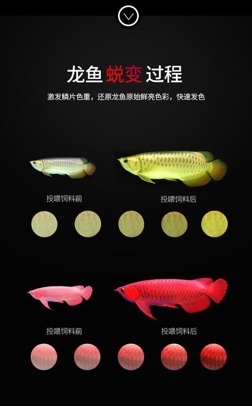 紅龍魚飼料哪個牌子好一點啊圖片 紅龍魚飼料哪個牌子好一點啊圖片 龍魚百科 第25張