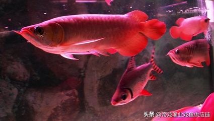 能和龍魚一起養的魚（適合與龍魚一起生活的魚類） 能和龍魚一起養的魚（適合與龍魚一起生活的魚類） 龍魚百科 第1張