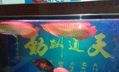 紅龍金龍魚的價格走勢圖：\"紅龍金龍魚價格走勢圖 紅龍金龍魚的價格走勢圖：\"紅龍金龍魚價格走勢圖 龍魚百科 第2張
