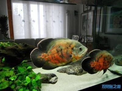 龍魚(yú)和招財(cái)魚(yú)能混養(yǎng)嗎：龍魚(yú)和招財(cái)魚(yú)可以混養(yǎng)嗎 龍魚(yú)和招財(cái)魚(yú)能混養(yǎng)嗎：龍魚(yú)和招財(cái)魚(yú)可以混養(yǎng)嗎 龍魚(yú)百科 第2張