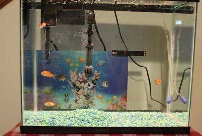 魚缸過濾的魚缸生態系統的維護與水質管理的科學方法：過濾的魚缸材料放置建議 魚缸過濾的魚缸生態系統的維護與水質管理的科學方法：過濾的魚缸材料放置建議 魚缸百科 第4張