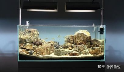 魚(yú)缸養(yǎng)護(hù)的誤區(qū)，你知道多少？：浮法玻璃魚(yú)缸養(yǎng)護(hù)技巧與誤區(qū)養(yǎng)護(hù)技巧與誤區(qū)養(yǎng)護(hù)技巧