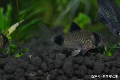 魚缸加熱棒一個月耗電費可能會影響電費，養魚愛好者可以采取節能：養魚與家庭用電策略