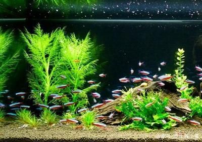 魚缸腥臭怎么處理？：養魚新手入門指南