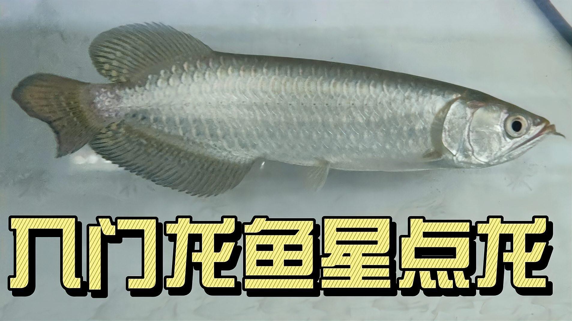 如何區(qū)分星點龍魚的稀有品種？