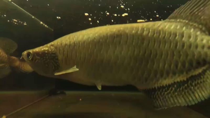 如何區(qū)分星點(diǎn)龍魚的稀有品種？