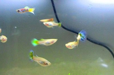 魚缸清潔全攻略：如何處理魚缸中的白色絮狀物