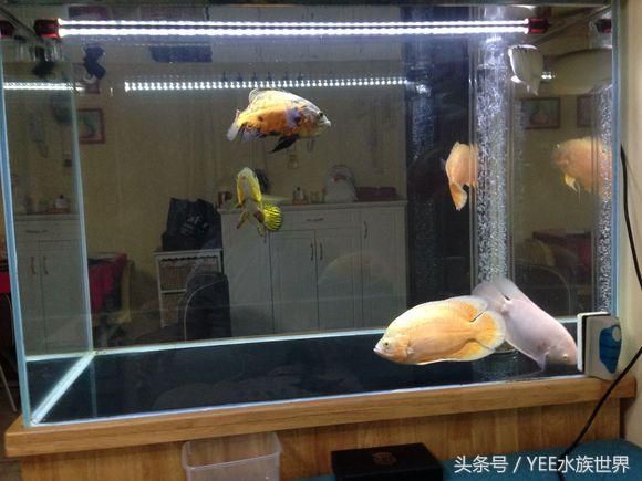 換水魚缸用殺菌燈嗎視頻（魚缸換水后使用殺菌燈是否需要殺菌燈的關鍵在于養魚）