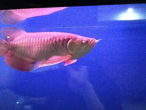 龍魚蒙眼手術(shù)多少錢：龍魚蒙眼手術(shù)的費用并沒有明確的價格，龍魚蒙眼的治療方案 龍魚蒙眼手術(shù)多少錢：龍魚蒙眼手術(shù)的費用并沒有明確的價格，龍魚蒙眼的治療方案 龍魚百科 第1張