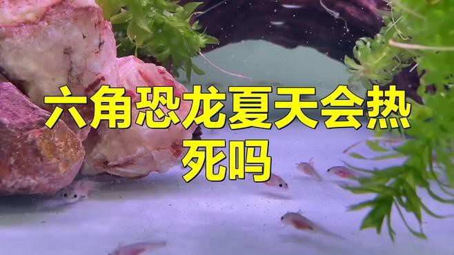 六角恐龍魚(yú)溫度