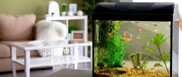沁魚缸：亞克力魚缸與玻璃魚缸比較，沁魚缸自循環(huán)系統(tǒng)如何運(yùn)作 沁魚缸：亞克力魚缸與玻璃魚缸比較，沁魚缸自循環(huán)系統(tǒng)如何運(yùn)作 魚缸百科 第3張