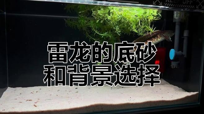 雷龍魚什么時候變色