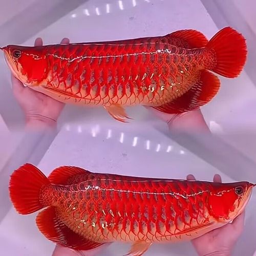 如何通過論壇驗證紅龍魚證書？