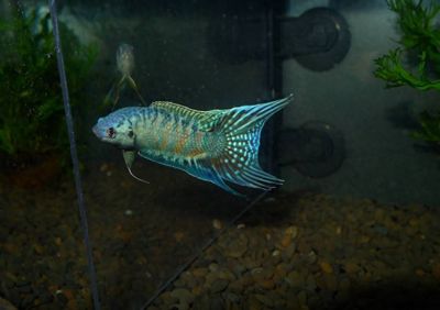 龍魚價格概述（龍魚的價格因什么影響）