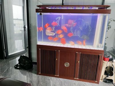 魚缸 修理：如何診斷和修復常見魚缸損壞 魚缸 修理：如何診斷和修復常見魚缸損壞 魚缸百科 第5張