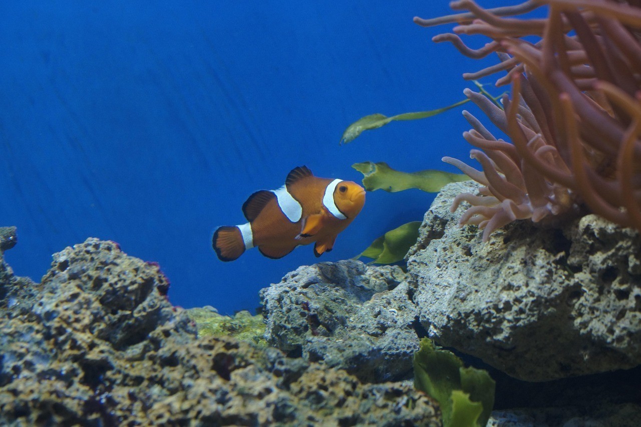 北京海洋順昌水族店