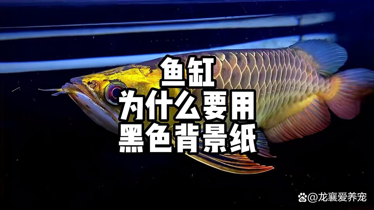 如何選擇適合我的龍魚壁紙？