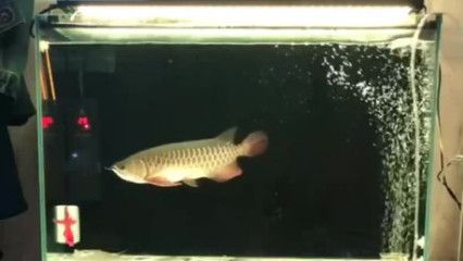 金龍魚吃不吃小魚：關于金龍魚吃不吃小魚的詳細解釋金龍魚吃小魚怎么辦